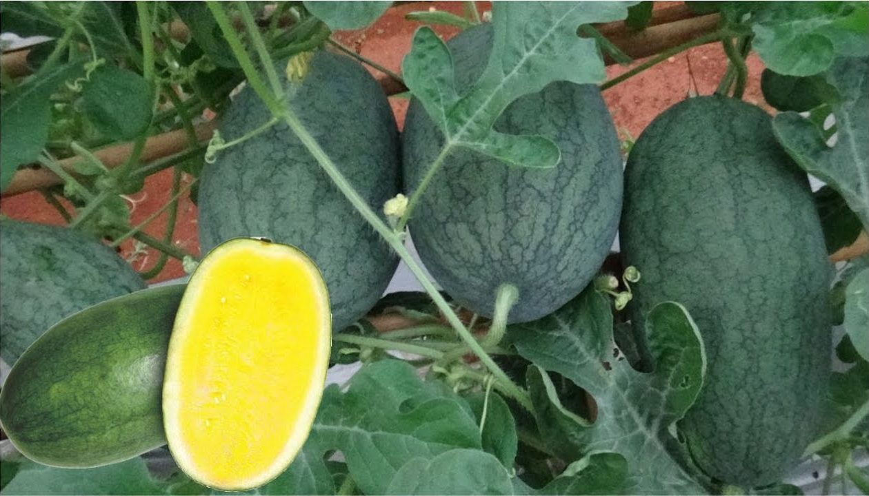 Buah Semangka Kuning Cenderung Lebih Manis Dan Lembut