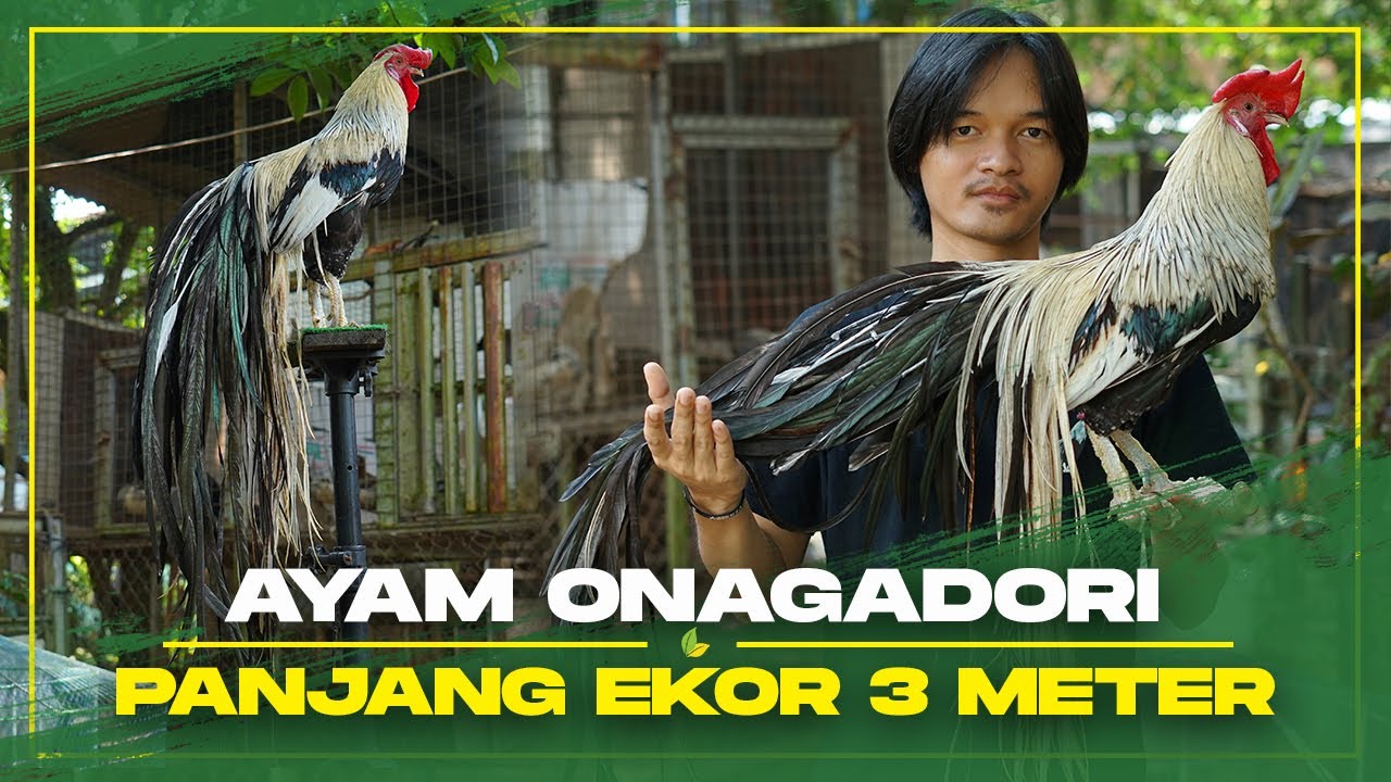 Ras Ayam Onagadori Memiliki Karakteristik Fisik Yang Elegan