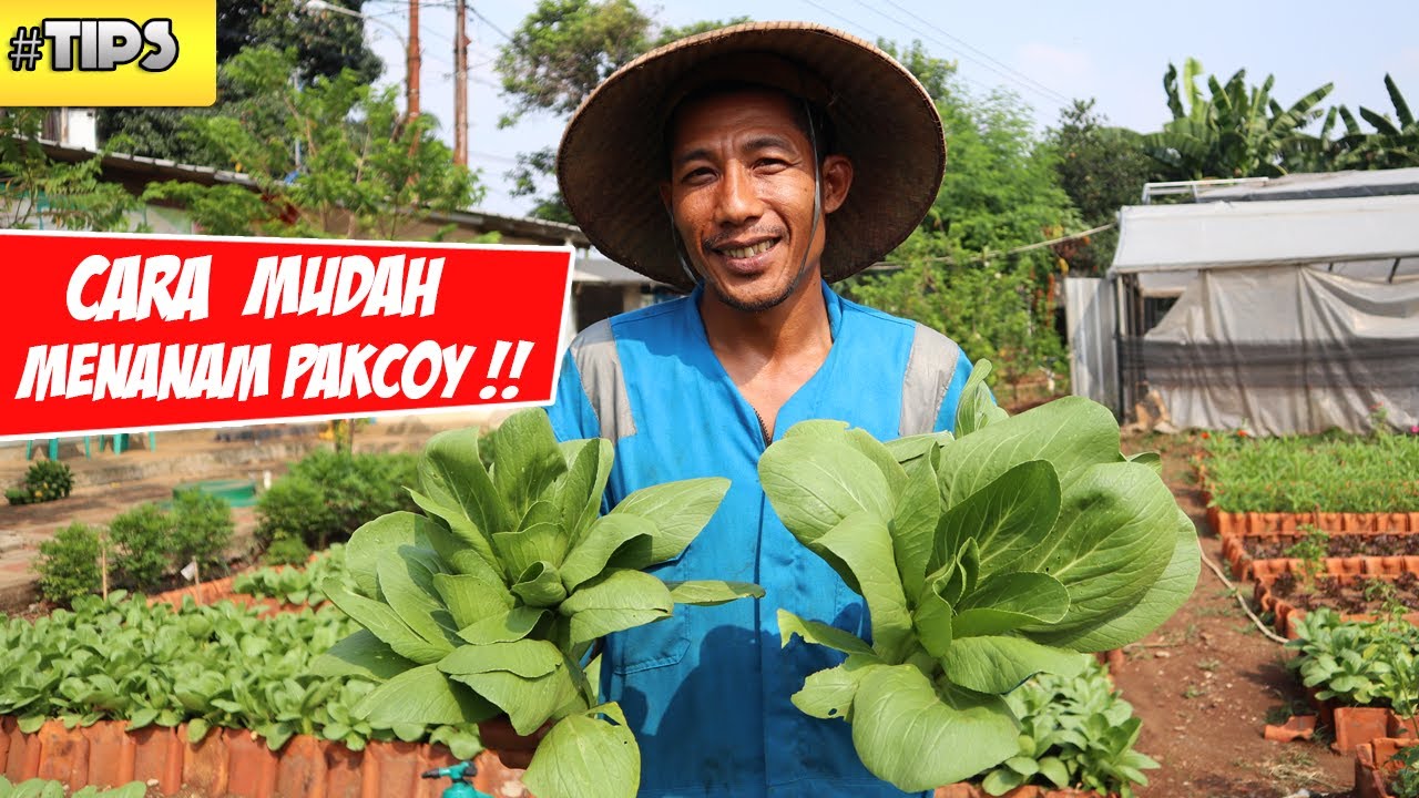 Bisnis Budidaya Pakcoy Peluang Agribisnis Yang Menjanjikan