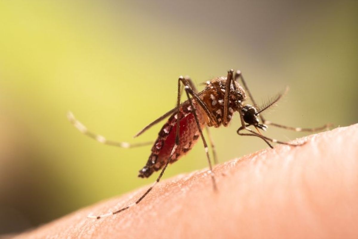 WHO Waspadai Wabah Chikungunya Yang Merebak Di China