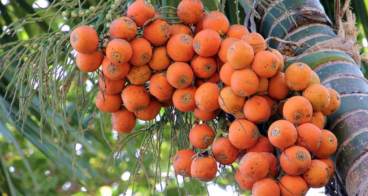 Khasiat Buah Pinang Yang Dapat Meningkatkan Stamina Pria