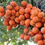 Khasiat Buah Pinang Yang Dapat Meningkatkan Stamina Pria