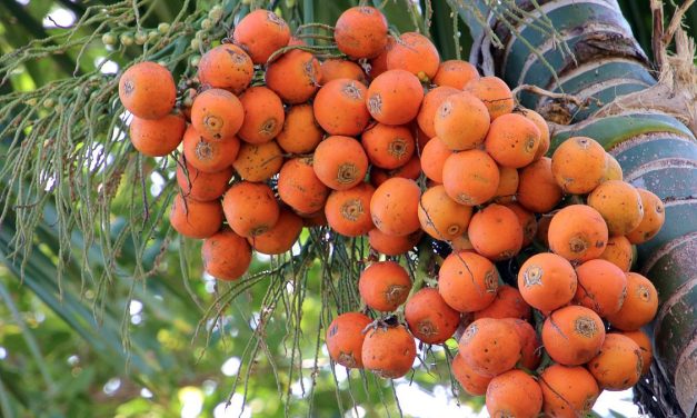 Khasiat Buah Pinang Yang Dapat Meningkatkan Stamina Pria