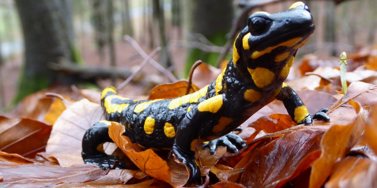 Hewan Salamander Yang Unik Dan Menyerupai Kadal
