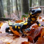 Hewan Salamander Yang Unik Dan Menyerupai Kadal