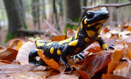 Hewan Salamander Yang Unik Dan Menyerupai Kadal