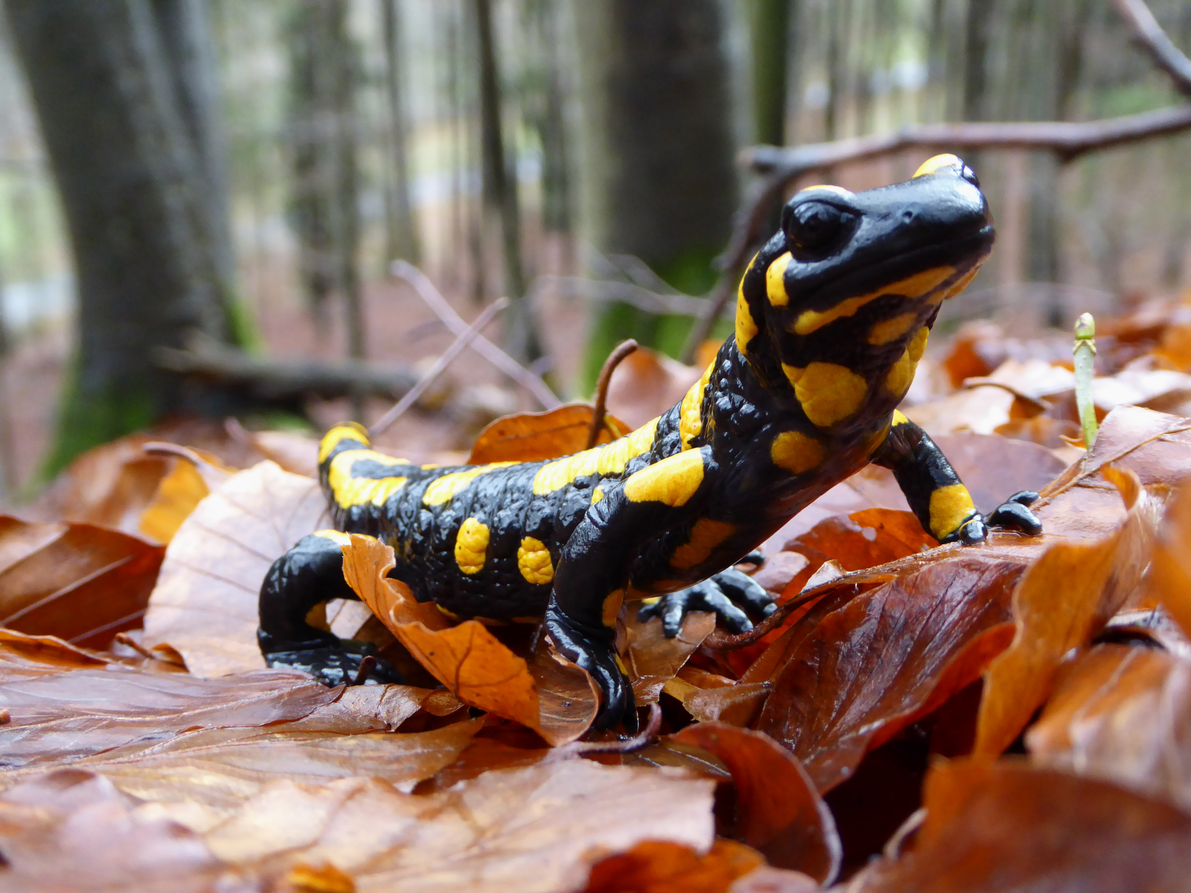 Hewan Salamander