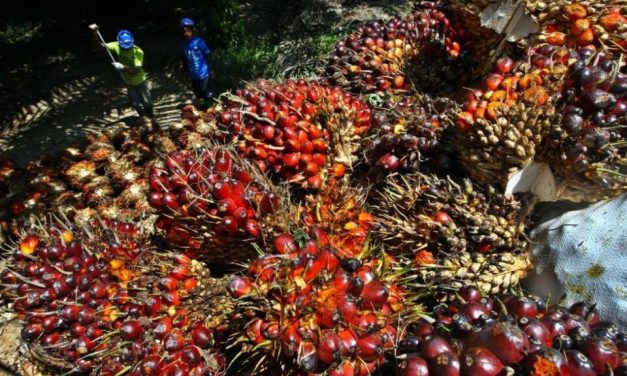 Industri Ekspor Minyak Sawit Indonesia Incaran Pasar Global Dunia