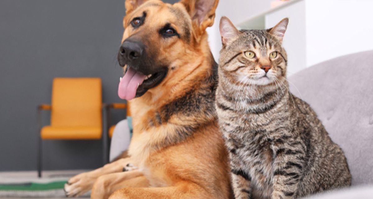 Platform Wajib Bagi Anda Penyuka Kucing Dengan Anjing