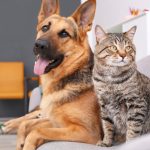Platform Wajib Bagi Anda Penyuka Kucing Dengan Anjing