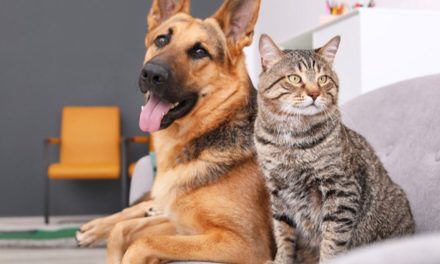 Platform Wajib Bagi Anda Penyuka Kucing Dengan Anjing