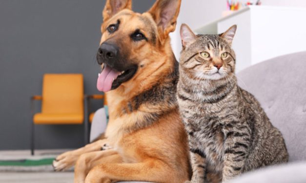Platform Wajib Bagi Anda Penyuka Kucing Dengan Anjing