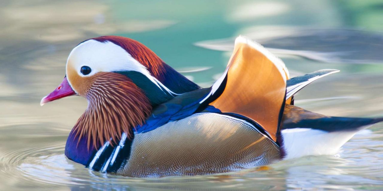 Fakta Unik Burung Puffin Yang Sering Disebut “Paruh Badut”