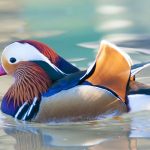 Fakta Unik Burung Puffin Yang Sering Disebut “Paruh Badut”