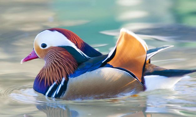 Fakta Unik Burung Puffin Yang Sering Disebut “Paruh Badut”