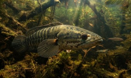 Habitat Ikan Gabus Cukup Populer Di Belahan Dunia