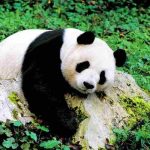 Panda Salah Satu Hewan Ikonik Di Cintai Di Dunia