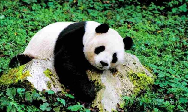 Panda Salah Satu Hewan Ikonik Di Cintai Di Dunia