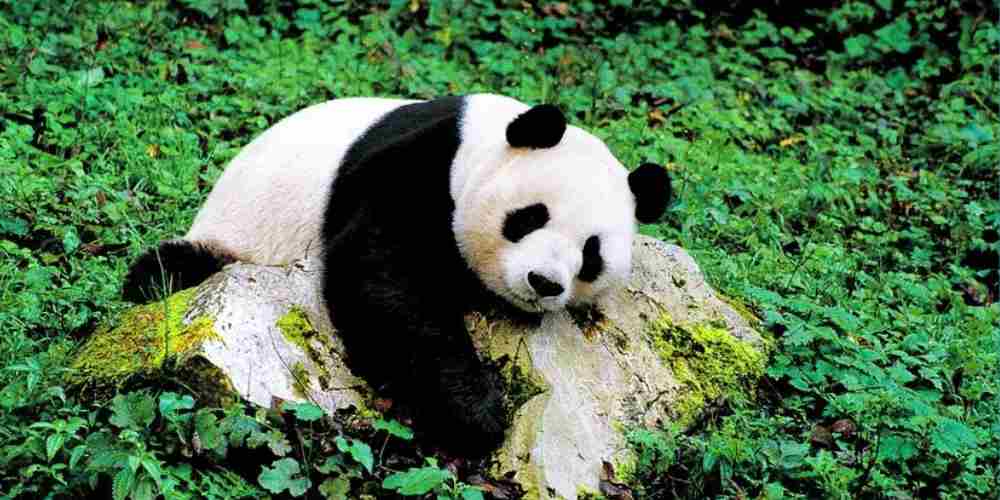 Panda Salah Satu Hewan Ikonik Di Cintai Di Dunia
