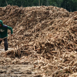 Dampak Pembatasan Impor Tapioka Bagi Industri Lokal