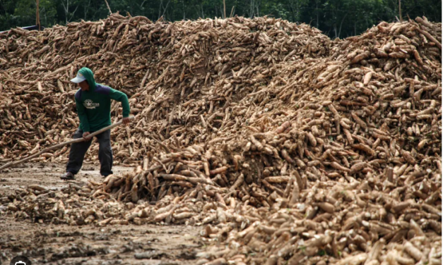 Dampak Pembatasan Impor Tapioka Bagi Industri Lokal