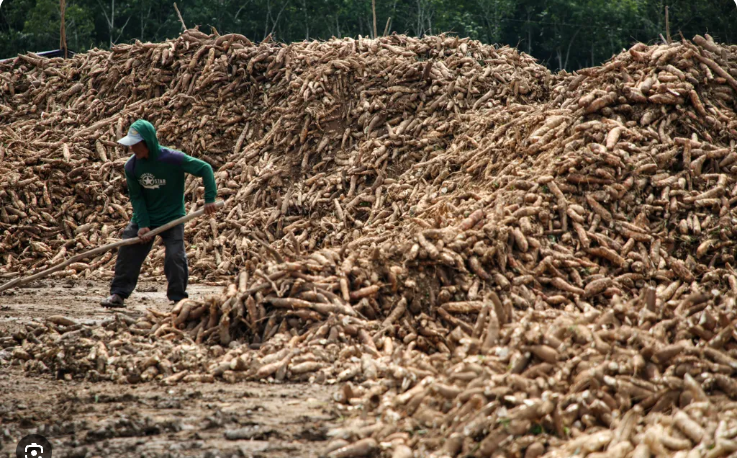 Dampak Pembatasan Impor Tapioka Bagi Industri Lokal